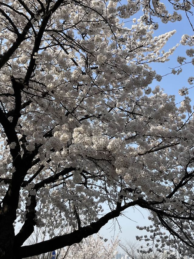 만개한 벚꽃은 여의도 한강공원에서!
