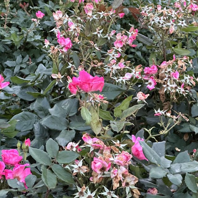 【横浜】夕方みなとみらい散歩・山下公園を散策