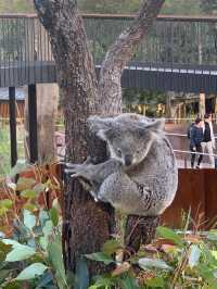 Taronga Zoo🐨 @Sydney🇦🇺