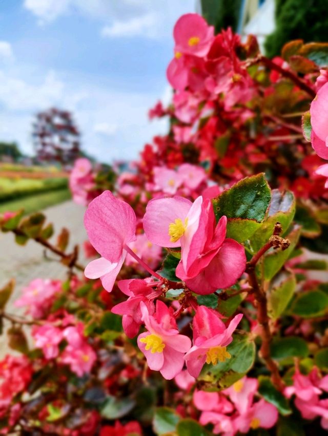 Celosia Flower Garden ✨