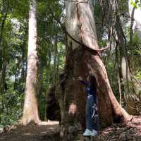 Tamborine National Park - Gold Coast