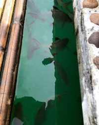 แพ 500 ไร่ (500 Rai Khao Sok Floating Resort)