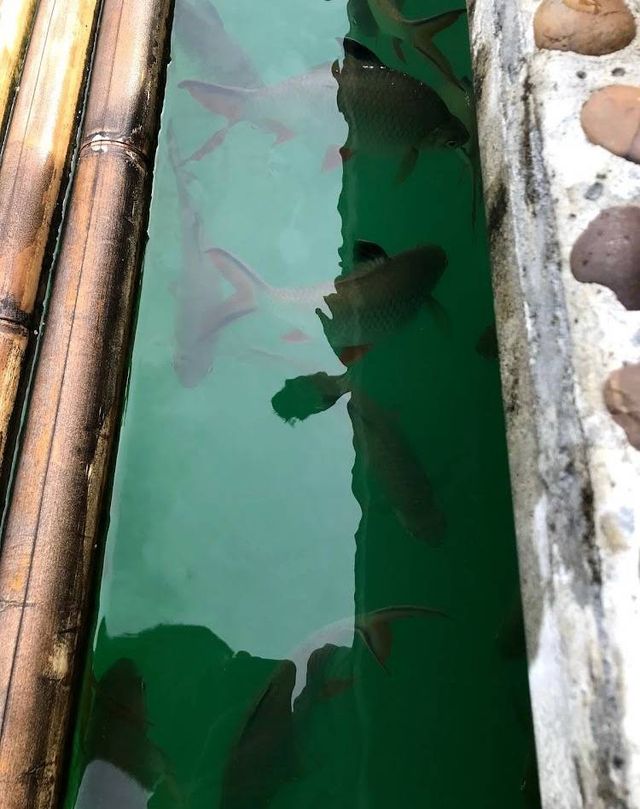 แพ 500 ไร่ (500 Rai Khao Sok Floating Resort)