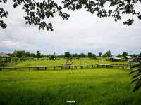 เถียงนาคาเฟ่ บ้านสวนศรีบุญมา อุดรธานี