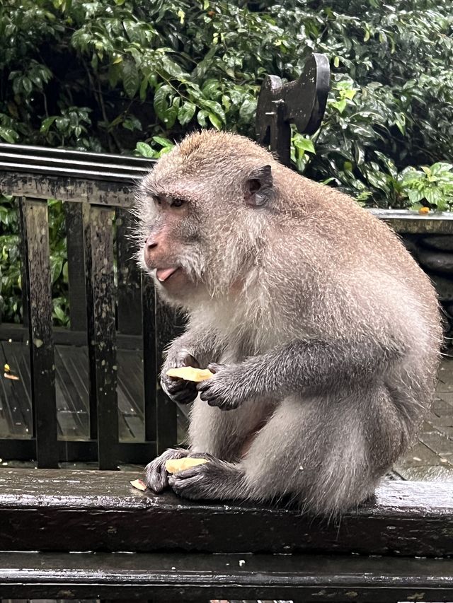 Monkey Forest In Ubud Is Instagrammable⁉️🐒