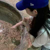 🇯🇵沖縄 DMMかりゆし水族館