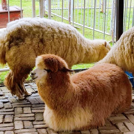Fun Time with the Cutest Alpacas