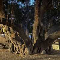 🪵 미국에서 제일 큰 반얀트리 나무도 보고 일몰도 보고 🌅 마우이 라하이나 타운