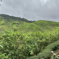 Cold Serene Cameron Highlands