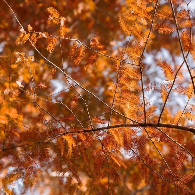 Metasequoia-gil is a place to go in Autumn 