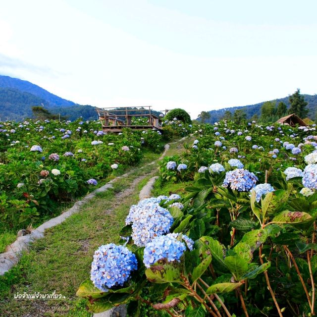 เที่ยวสวนไฮเดรนเยีย ดอยอินทนนท์ เชียงใหม่