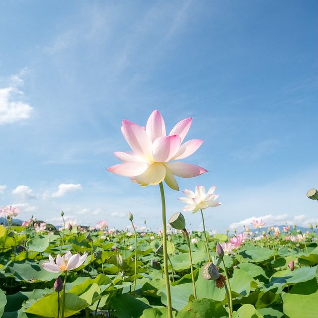 【奈良の新緑もとても美しい🌿】奈良・新緑の絶景一日プランをご紹介！🚗