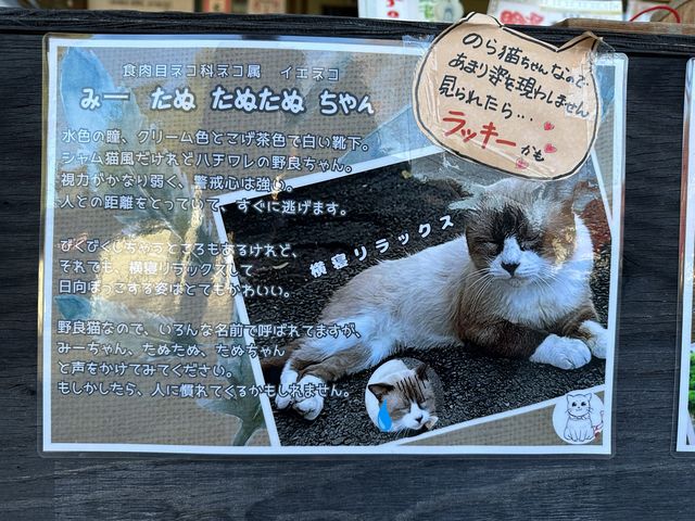 日本高崎市達磨寺 觀音山