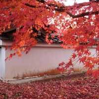 Autumn leaves in 禅林寺/Zenrin-ji temple