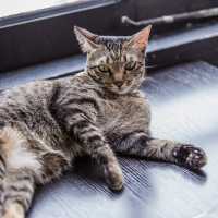 Purrfect Day at The Cat Cafe SG