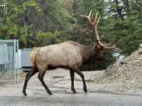 Amazing day in Jasper National Park