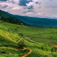 Natural beauty of Nilgiri Hills 