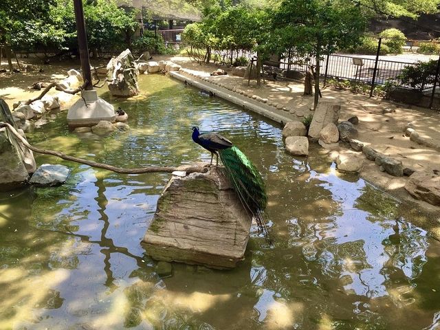 Kobe Oji Zoo