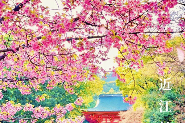 絶景】朱色の楼門と桜が美しい🌸かるたの聖地近江神宮⛩ | Trip.com 大津