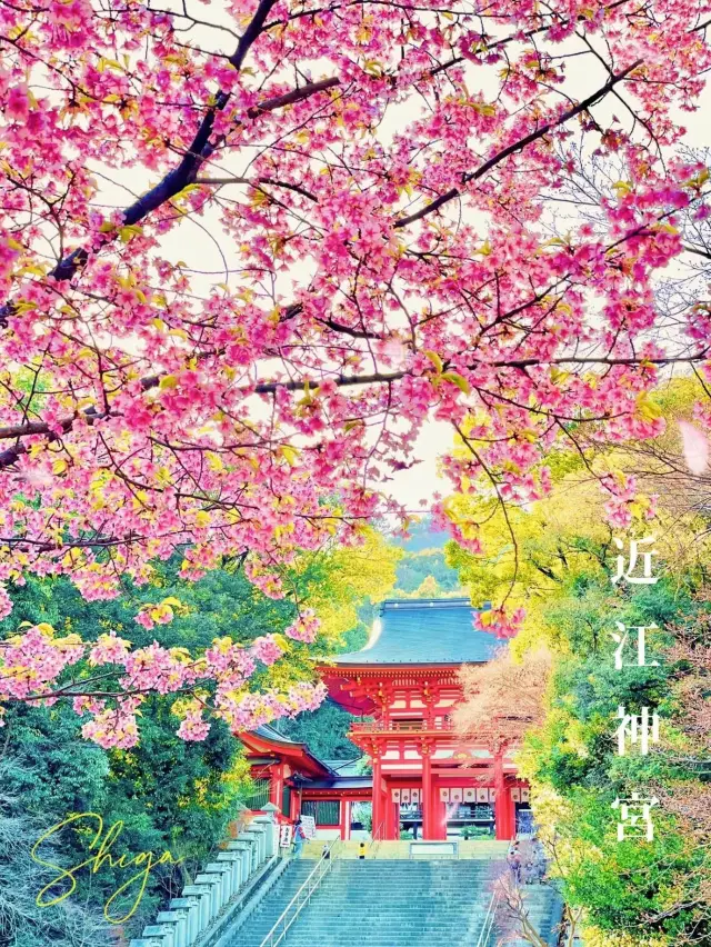 【絶景】朱色の楼門と桜が美しい🌸かるたの聖地近江神宮⛩