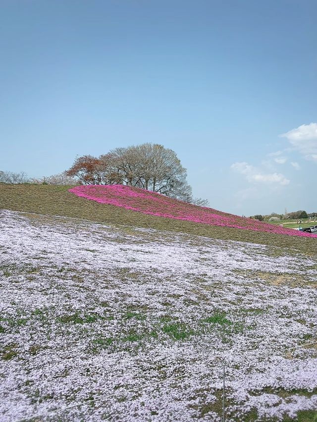 春に行きたい🌷芝桜でお花見ピクニック👫💓🌼【千葉】