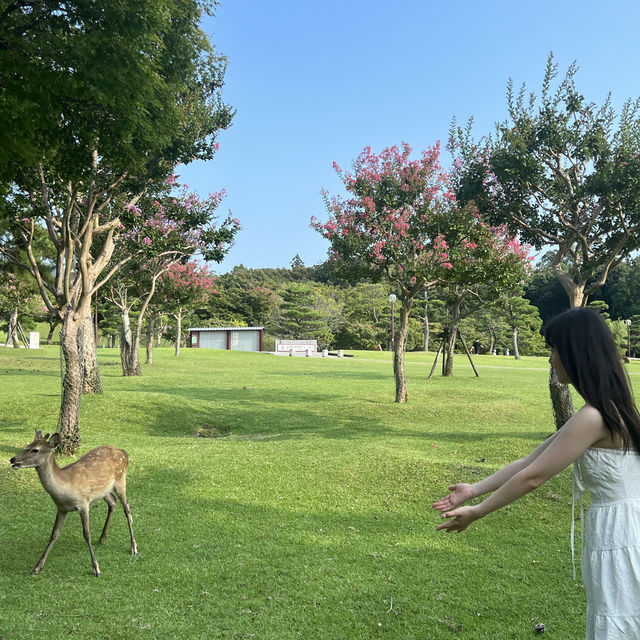 일본 오사카 여행, 사슴의 동네 나라 도다이지 어떠세요?
