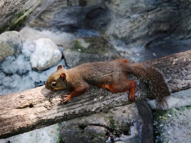 Edogawa City Nature Zoo