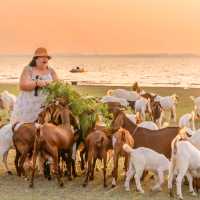 นิวซีแลนด์เมืองไทย 🐏 เขื่อนป่าสัก สระบุรี