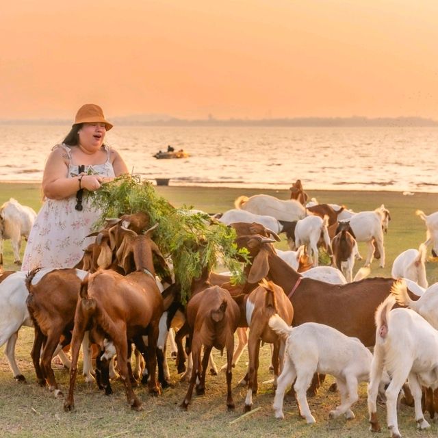 นิวซีแลนด์เมืองไทย 🐏 เขื่อนป่าสัก สระบุรี