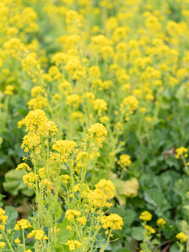 【静岡県/伊豆の国市】菜の花も楽しめるいちご狩り！？