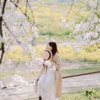 【埼玉】圧巻！1kmの桜並木🌸「県営権現堂公園」