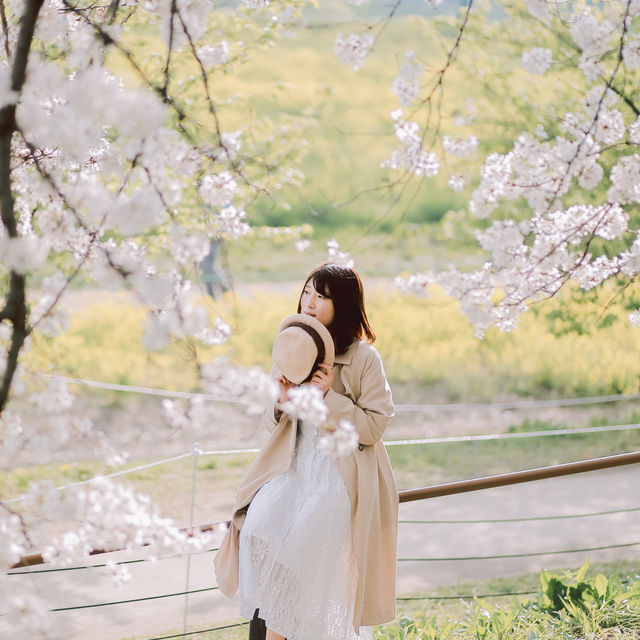 【埼玉】圧巻！1kmの桜並木🌸「県営権現堂公園」