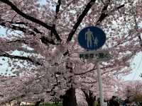 แม่น้ำโกโจ Iwakura (เทศกาลชมดอกซากุระ)🌸