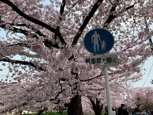 แม่น้ำโกโจ Iwakura (เทศกาลชมดอกซากุระ)🌸