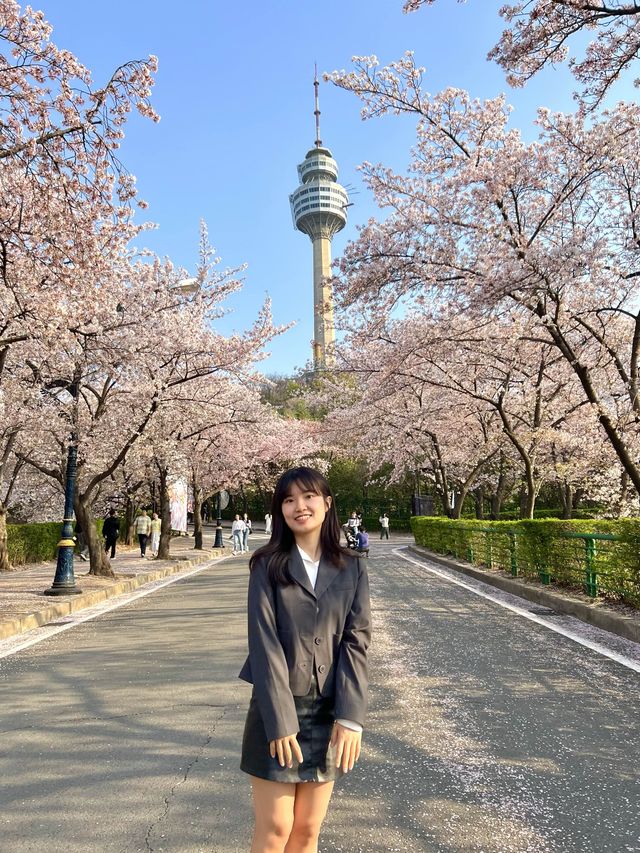 대구 벚꽃 성지🌸 대구이월드🎠