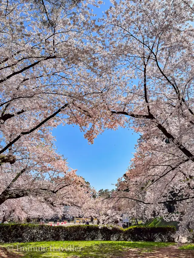 圧巻の桜絶景が盛りだくさん！弘前公園