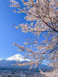 超人気桜スポット、新倉山浅間公園でスムーズにお花見をするポイント