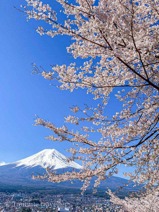超人気桜スポット、新倉山浅間公園でスムーズにお花見をするポイント 超人気桜スポット、新倉山浅間公園でスムーズにお花見をするポイント