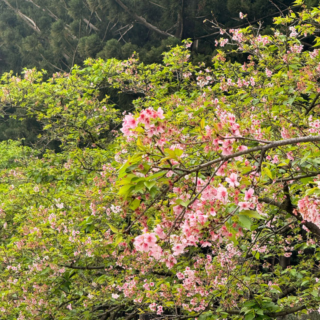 SAKURA.......CHIANGKAI-SHEK TAIPE 🌸