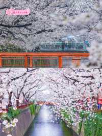 雨の日も晴れの日も🌸中目黒の桜の穴場の時間