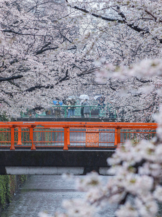 雨の日も晴れの日も🌸中目黒の桜の穴場の時間