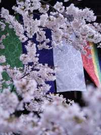 【奈良×桜】参道から本堂、展望台まで500本の桜が咲き誇るスポット🌸