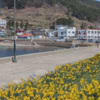 거제도 수선화명소 구조라 해수욕장