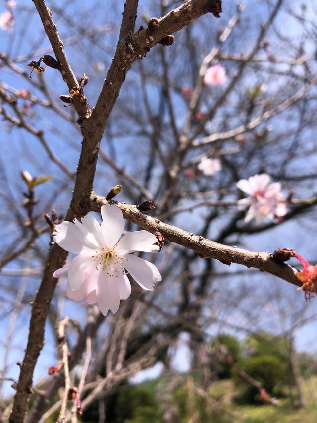 Nisi Park is located in Fukuoka