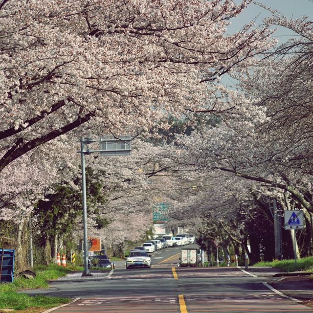 🌸 비밀의 벚꽃 길, 오라골프장입구에서의 봄날 산책