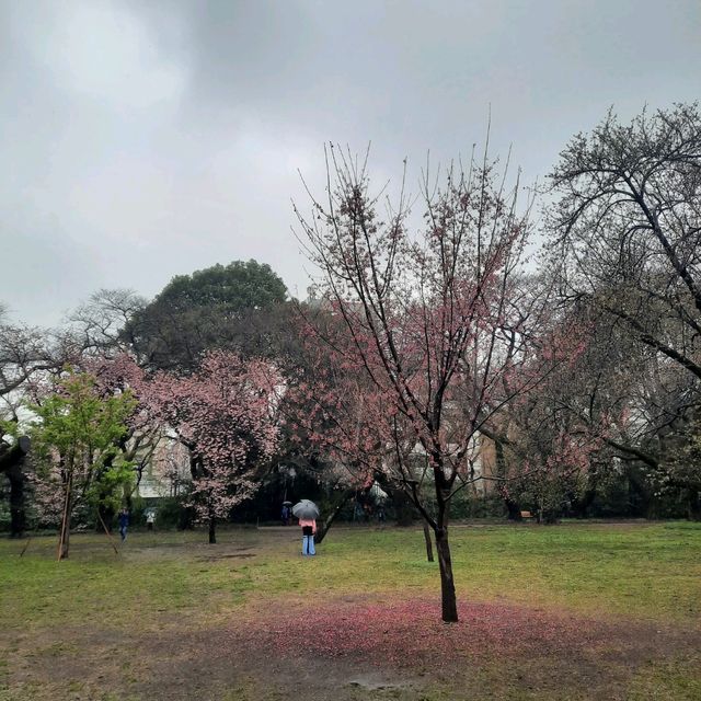Early spring in Tokyo filled with blessings