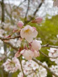 【太宰府市】桜、紅葉、新緑と季節を楽しめる神社