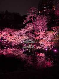 【桜が満開の今オススメ！🌸】八芳園の桜ライトアップがとても綺麗！✨