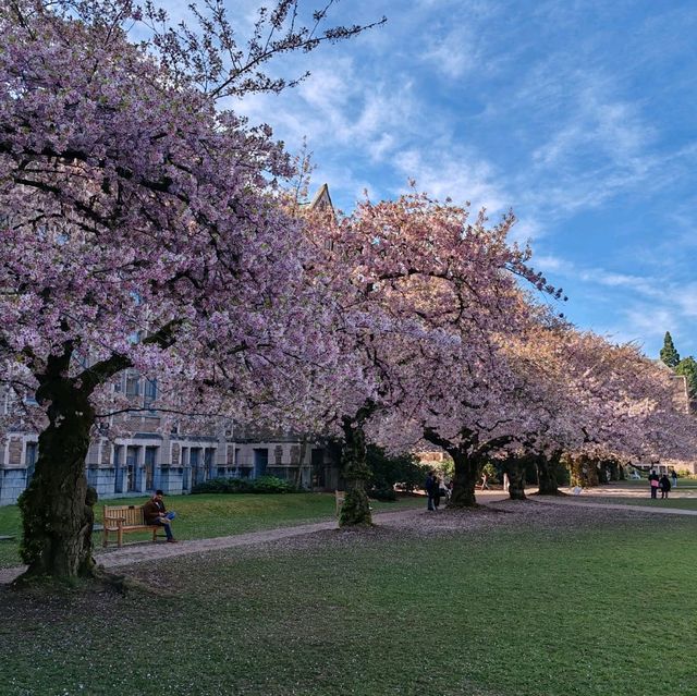 Cherry Blossoms in Seattle