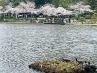 🌸Blooming season in Sankei Garden